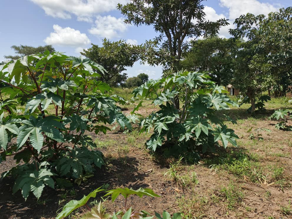 Agricultural Project (Castor Seed Planting & Processing)