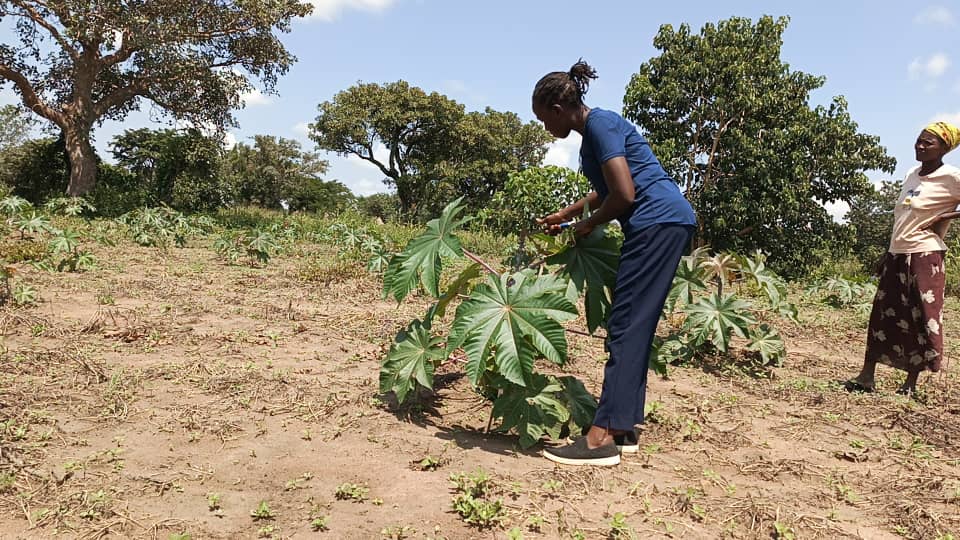 Castor Seed Planting & Processing Project (Under GSC Empowerment Program)